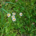 Philadelphia Fleabane, Erigeron philadelphicus