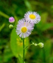 Philadelphia Fleabane, Erigeron philadelphicus