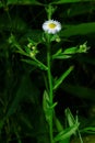 Annual Fleabane - Erigeron annuus