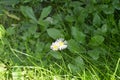 Philadelphia fleabane flowers next to the leaves. Royalty Free Stock Photo