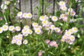 Philadelphia fleabane flowers