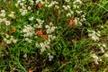 Philadelphia Fleabane Wildflowers in Texas Royalty Free Stock Photo