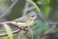 Philadelphia Vireo