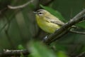 Philadelphia Vireo - Vireo philadelphicus