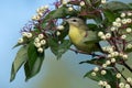 Philadelphia Vireo - Vireo philadelphicus