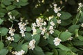 Philadelphus, attractive flowers with wonderful scent, deciduous shrub, spring, summer