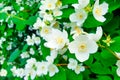 Philadelphus coronaries flowers. Bush of English dogwood or sweet mock-orange Philadelphus coronaries