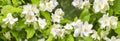 Philadelphus coronarius, false jasmine, background banner panorama. Blooming English dogwood white flowers with strong aroma on