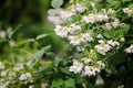 Philadelphus coronarius flowers close up with water drops