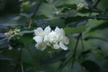 Philadelphus coronarius mock-orange English dogwood white flowers blooming in the summer evening. Close up flower photo Royalty Free Stock Photo