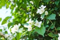 Philadelphus coronarius sweet mock-orange, English dogwood. Royalty Free Stock Photo