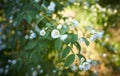 Philadelphus coronarius (sweet mock orange, English dogwood). Royalty Free Stock Photo