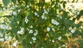 Philadelphus coronarius (sweet mock orange, English dogwood). Royalty Free Stock Photo