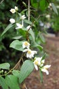 Philadelphus coronarius sweet mock orange, English dogwood in Victoria Park East London England Royalty Free Stock Photo