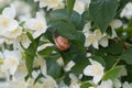 Philadelphus coronarius sweet mock-orange, English dogwood white flowers Royalty Free Stock Photo