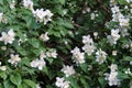 Philadelphus coronarius sweet mock-orange, English dogwood white flowers