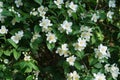 Philadelphus coronarius sweet mock-orange, English dogwood white flowers Royalty Free Stock Photo