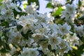 Philadelphus coronarius sweet mock-orange white flowers in bloom on shrub branches, flowering English dogwood wild ornamental Royalty Free Stock Photo