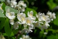 Philadelphus coronarius sweet mock-orange white flowers in bloom on shrub branches, flowering English dogwood wild ornamental Royalty Free Stock Photo