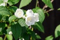 Philadelphus coronarius