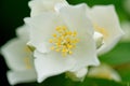 Philadelphus flower from above Royalty Free Stock Photo