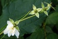 Philadelphus flowers and pods