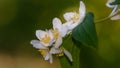 Philadelphus on green bokeh background Royalty Free Stock Photo