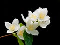 Philadelphus inodorus on black Royalty Free Stock Photo