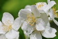 Philadelphus lewisii Royalty Free Stock Photo