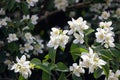 Philadelphus Mock Orange flower on branches in garden