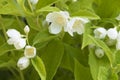 Philadelphus mock-orange, flowering in a summer garden