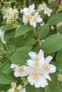 Philadelphus mock-orange in nature