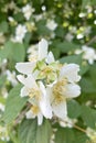 Philadelphus mock-orange in nature