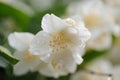 Philadelphus Mock Orange or Jasmine Macro