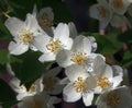 Philadelphus pubescens