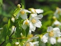 Philadelphus purpureomaculatus Mock orange Belle Etoile Royalty Free Stock Photo