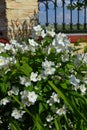 Philadelphus `Starbright` with fragrant large flowers in early summer