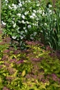 Philadelphus `Starbright` with fragrant large flowers Spirea japonica `Little princes` in early summer