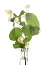 Philadelphus in studio Royalty Free Stock Photo
