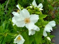 Philadelphus x lemoinei `Belle Etoile` Royalty Free Stock Photo