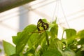 Philaethria Dido scarce bamboo page, longwing dido, or green heliconia Royalty Free Stock Photo