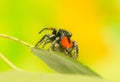Philaeus chrysops - Jumping spider Royalty Free Stock Photo