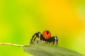 Philaeus chrysops - Jumping spider Royalty Free Stock Photo
