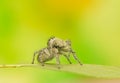 Philaeus chrysops - Jumping spider Royalty Free Stock Photo