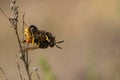 Philanthus - The European wolf bee is a species of Hymenoptera apocrita in the Crabronidae family. Royalty Free Stock Photo
