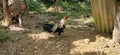 An philipines rooster Royalty Free Stock Photo