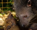 Philippine bearcat