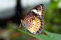 A Philippine butterfly Royalty Free Stock Photo