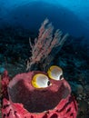 Philippine butterflyfish, Chaetodon adiergastos. Tropical coral background. Misool, Raja Ampat, Indonesia Royalty Free Stock Photo