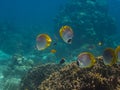 philippine butterflyfish in the sea Royalty Free Stock Photo